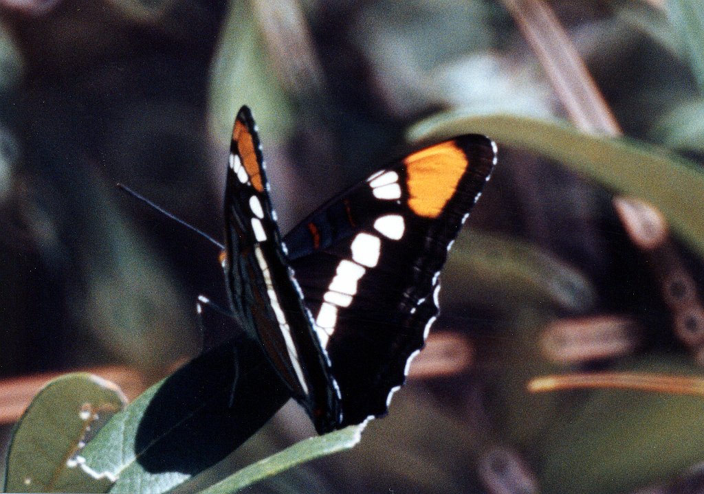 026 California Sister, def B01P47I04.jpg - California Sister (Adelpha bedowii).